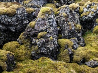 a bunch of moss growing on the rocks